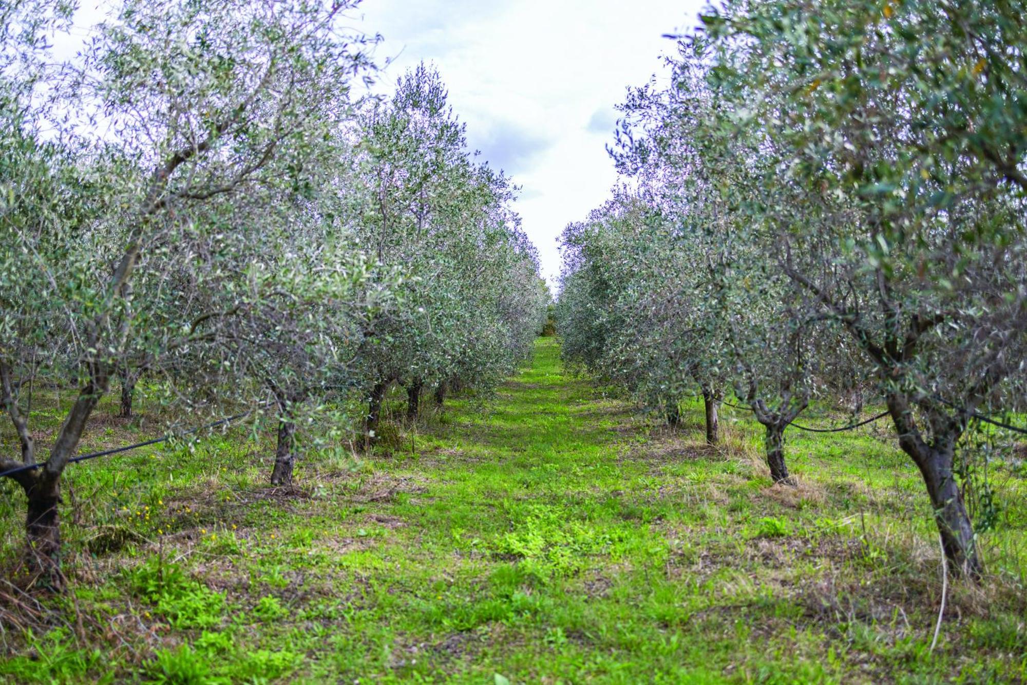 Agriturismo La Petrosa Ceraso Dış mekan fotoğraf